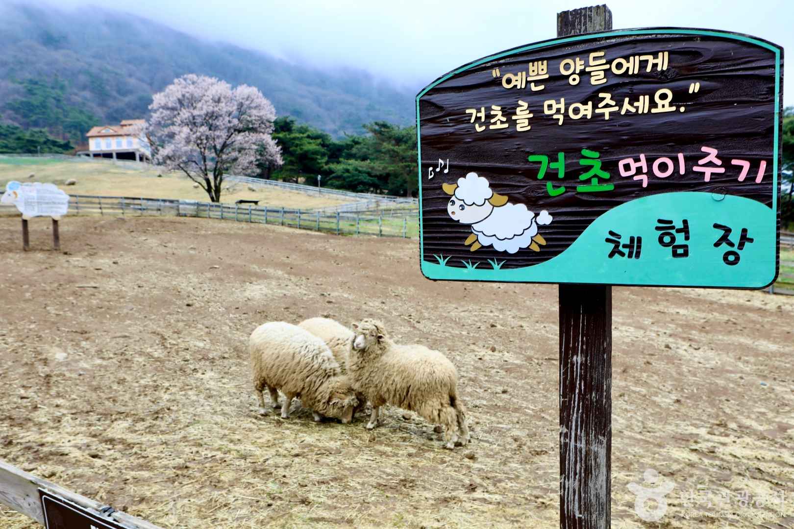 무등산 양떼목장 이미지 2