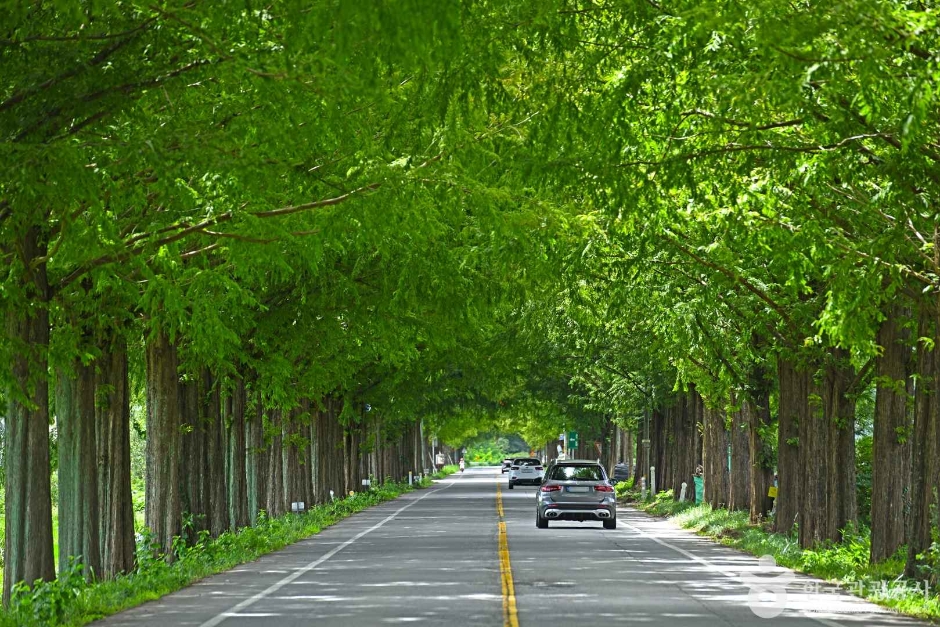 전남 곡성 메타세쿼이아길 이미지 1