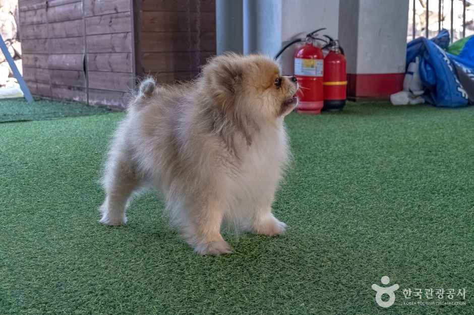 수상레저V 이미지 5