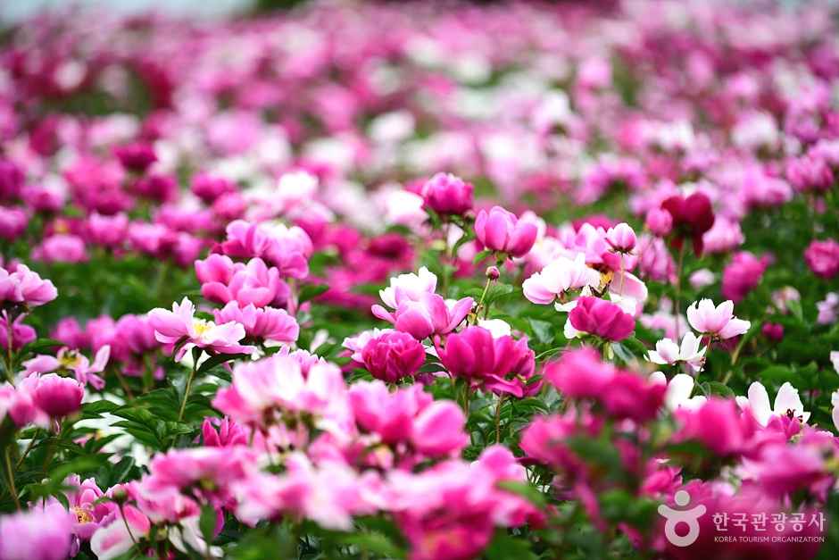 고흥 작약 꽃밭 이미지 7