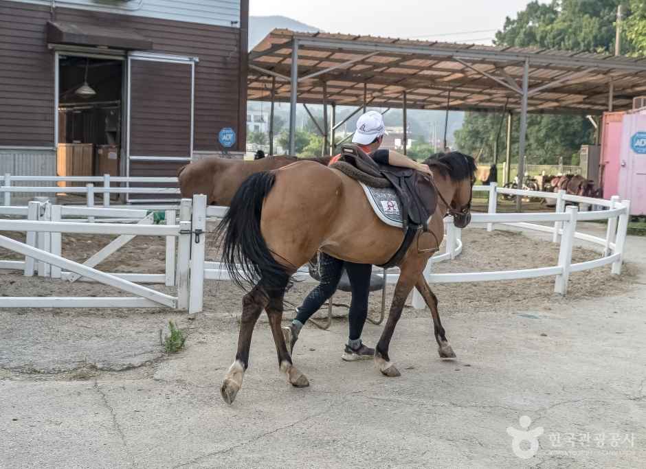 용인포니승마클럽 이미지 4