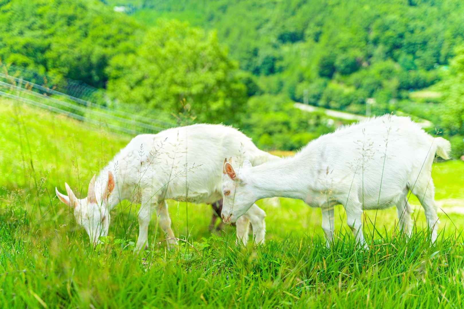 몽토랑 산양목장 이미지 5