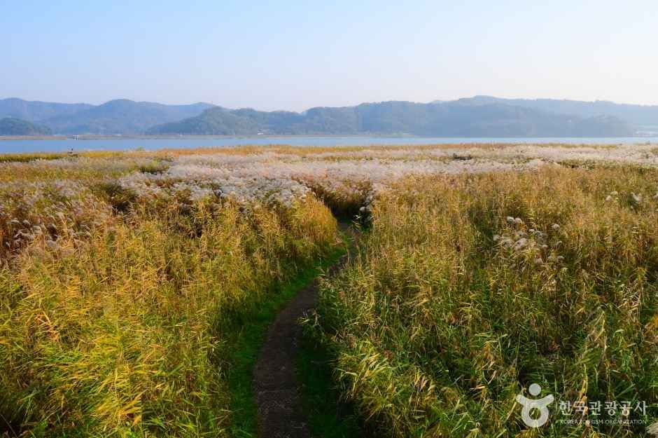 신성리 갈대밭 이미지 6