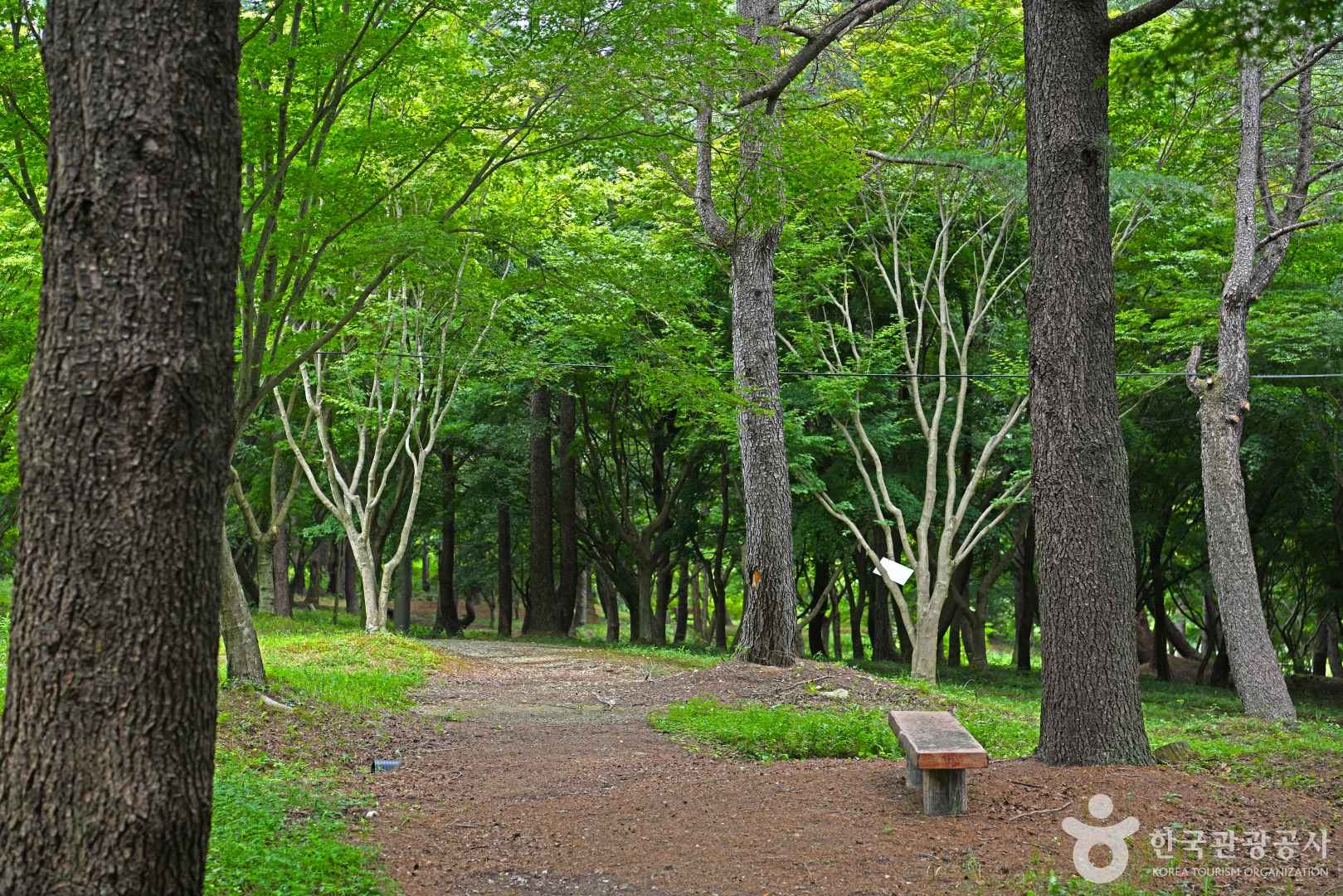 내장산수목원 이미지 7