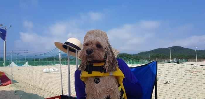애견전용해수욕장 멍비치 이미지 4