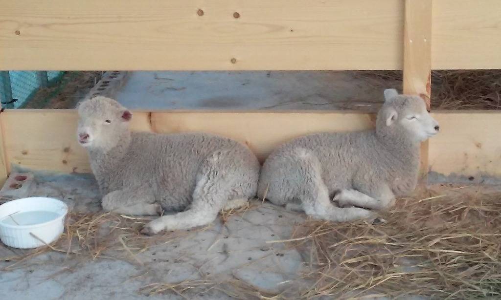 강릉아기동물농장 이미지 7