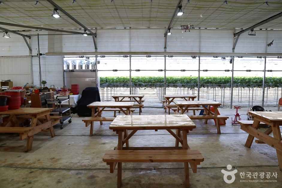 별마을딸기체험농장 이미지 2