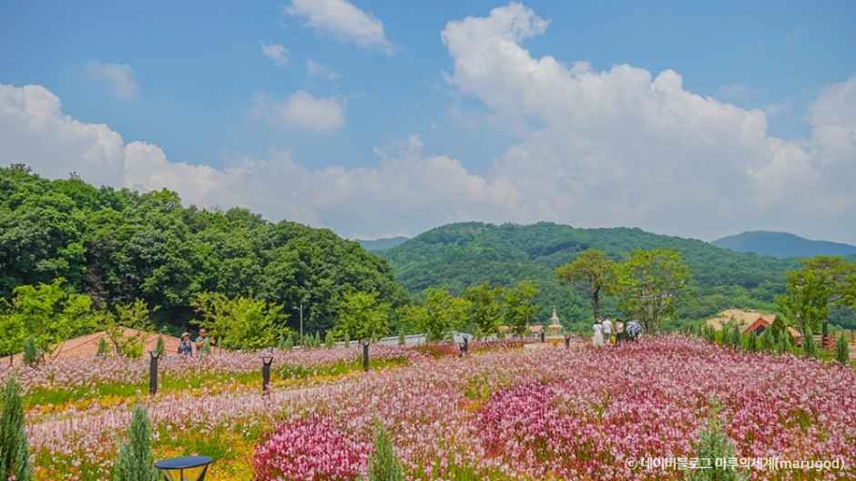 용인자작나무숲 이미지 2