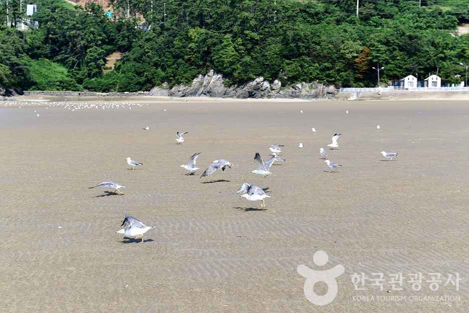 가마미해수욕장 이미지 7