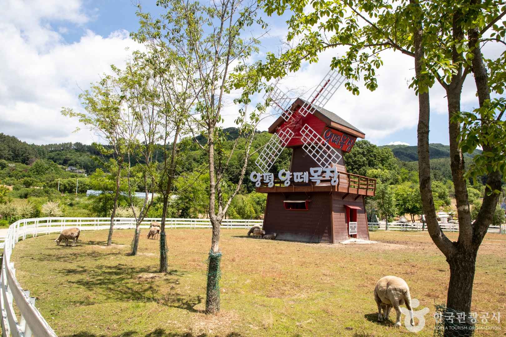 양평양떼목장 이미지 1