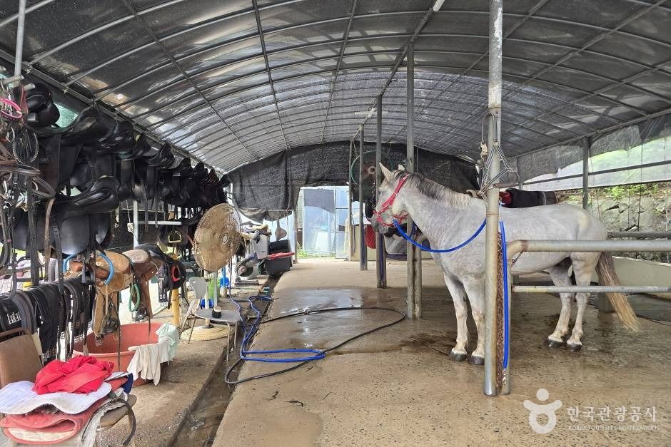 포항동해승마장 이미지 2