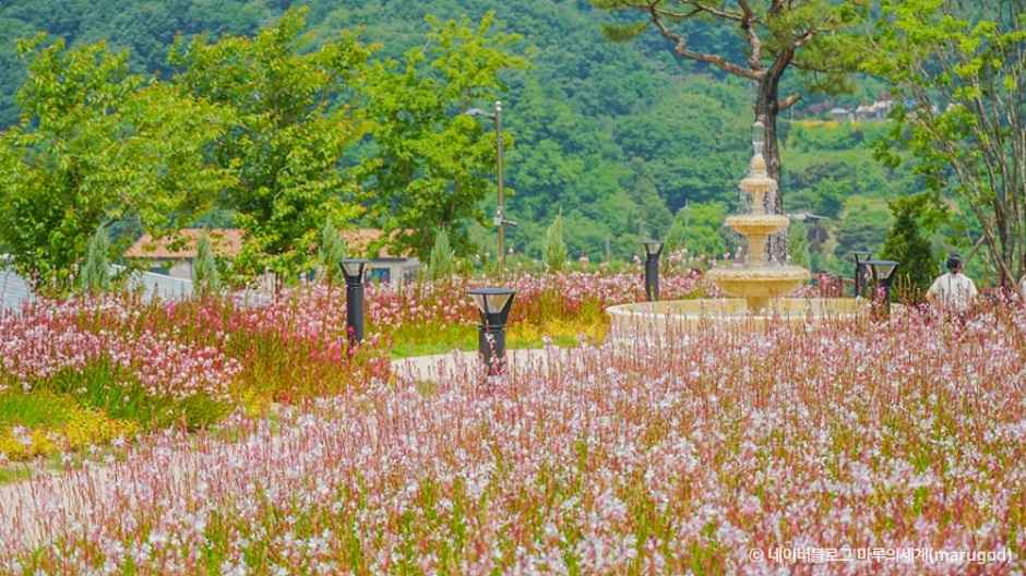 용인자작나무숲 이미지 4