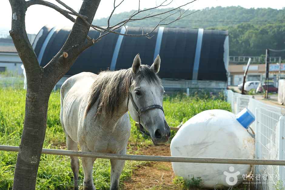강화도 자연체험농장 이미지 4