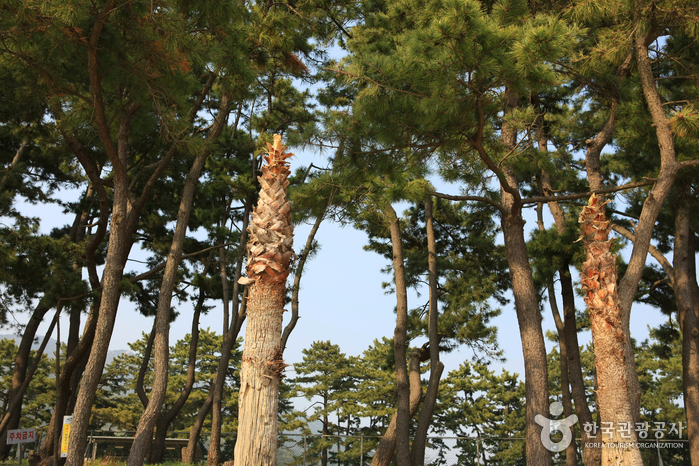 송정 솔바람해변 이미지 2