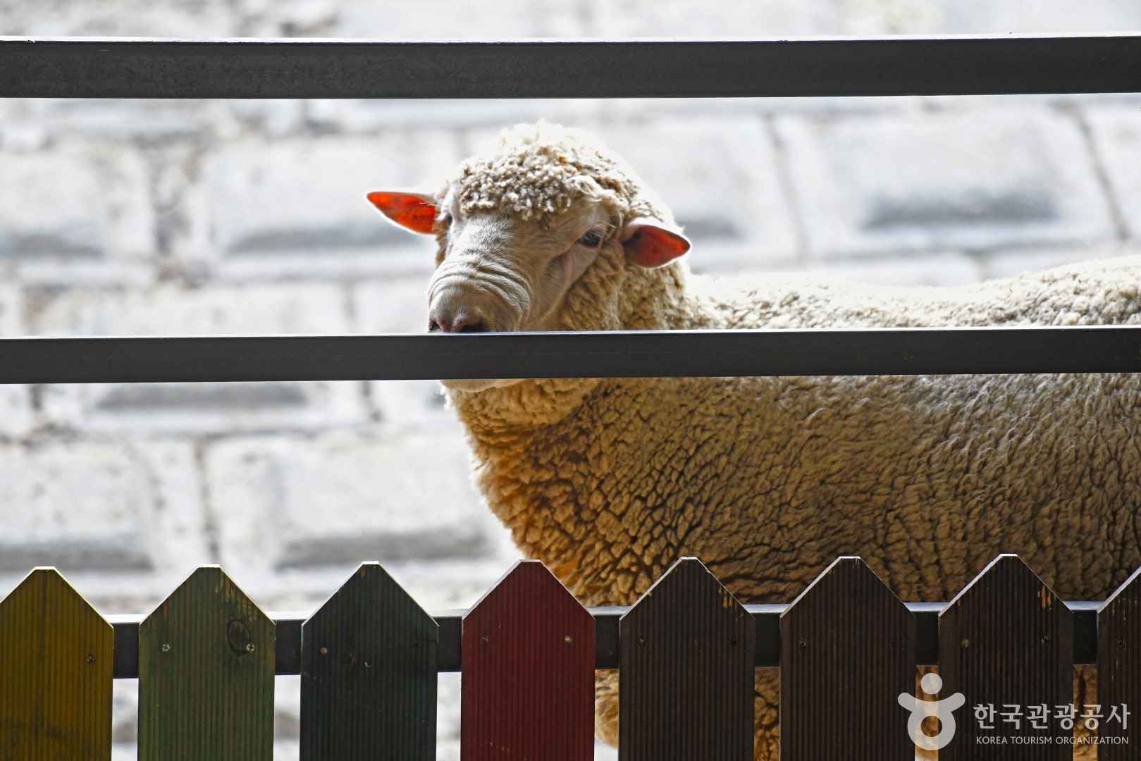 청성애원 우루루동물농장 이미지 7