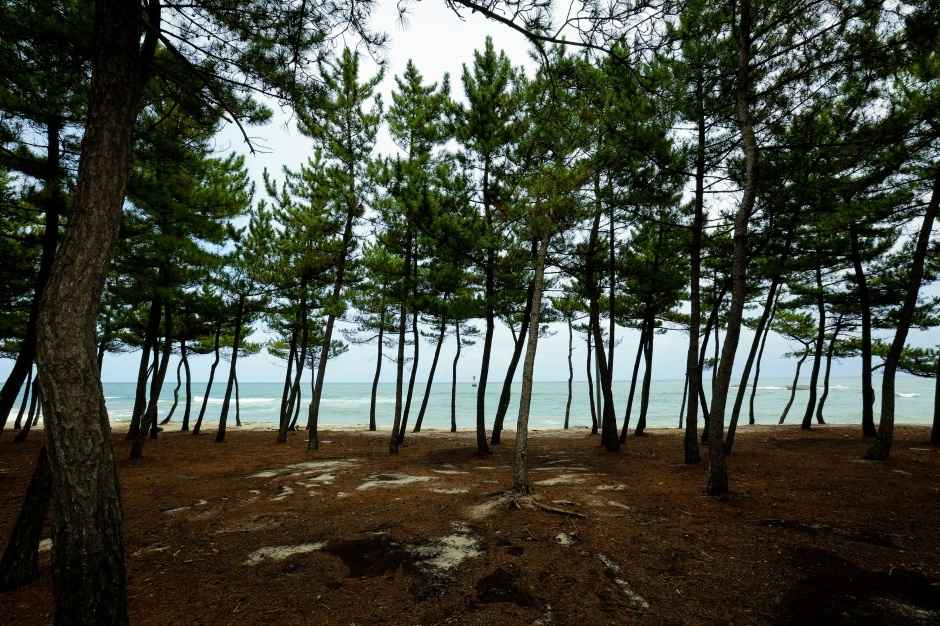 순포해변 이미지 5