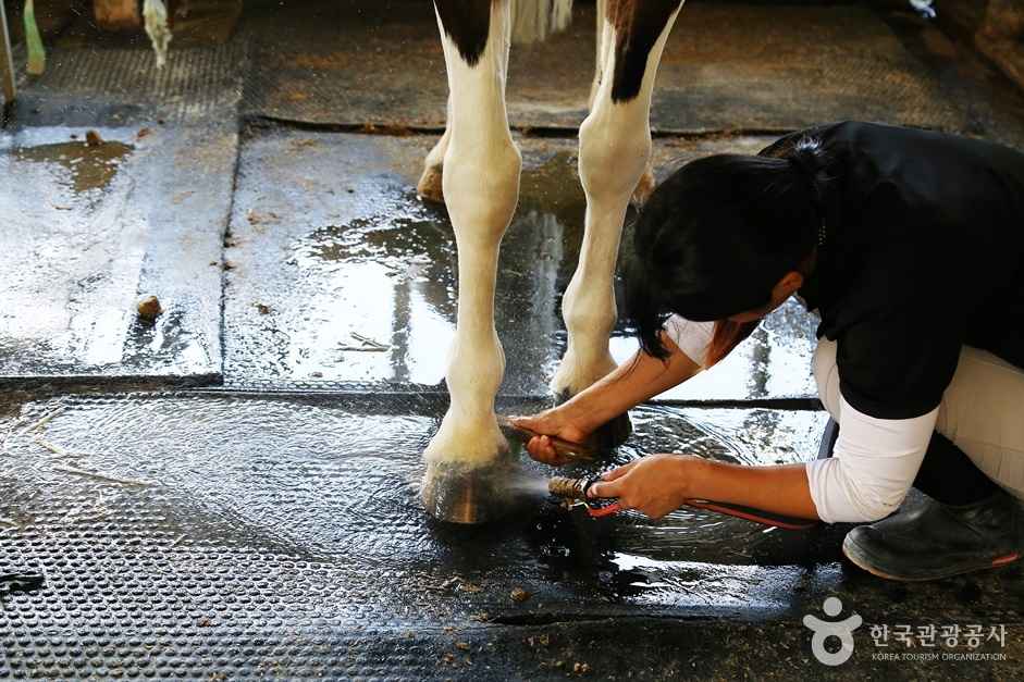 부산기장승마장 이미지 6