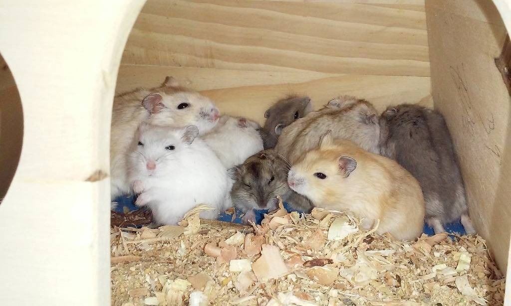 강릉아기동물농장 이미지 5