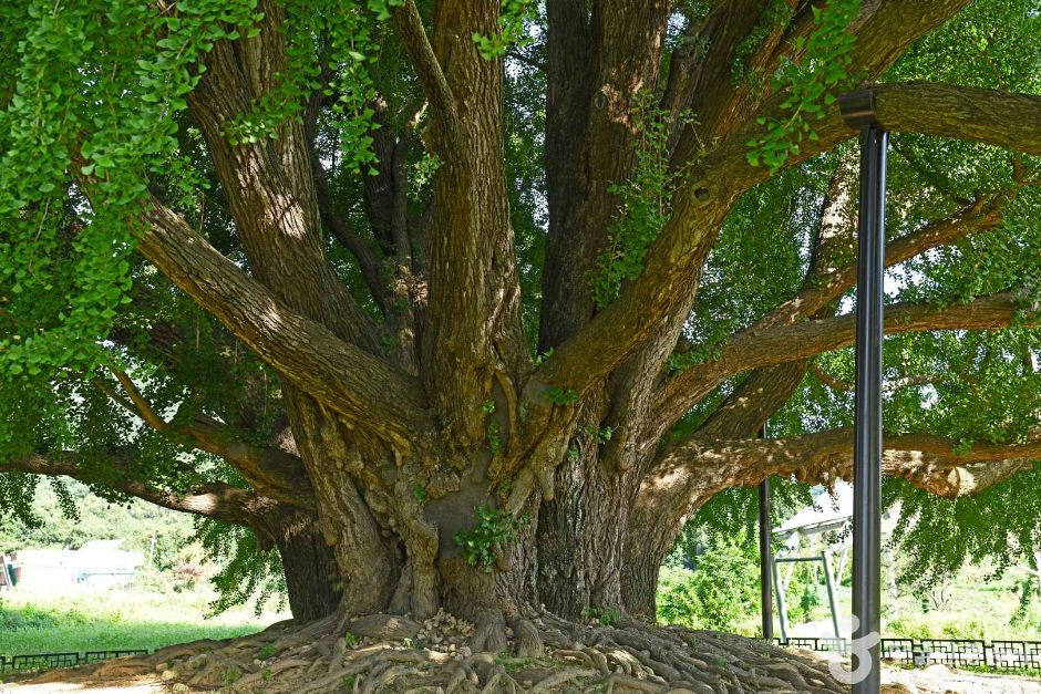 원주 반계리 은행나무 이미지 3