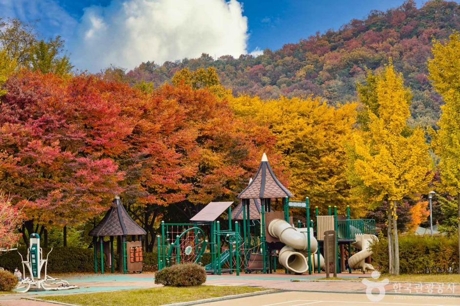 원적산공원 은행나무숲 이미지 4