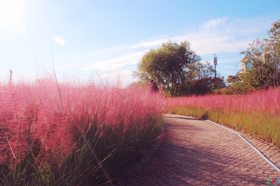 그라스원 이미지 2