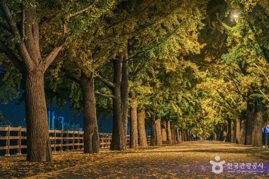 곡교천 은행나무길 이미지 5