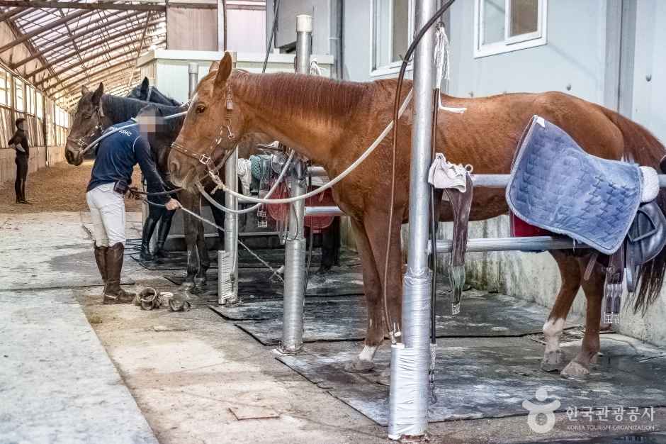 남서울승마클럽 이미지 5