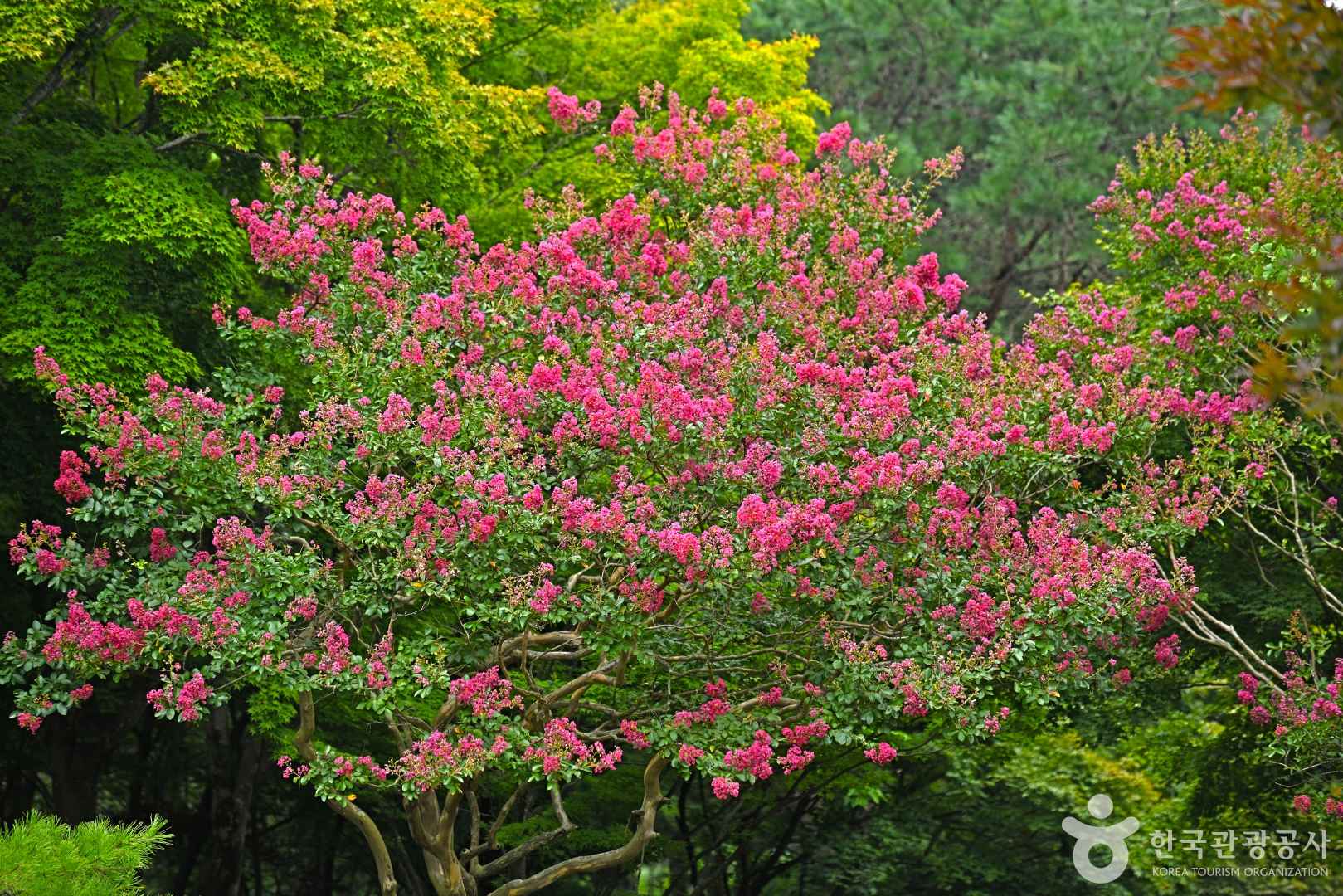 내장산수목원 이미지 5
