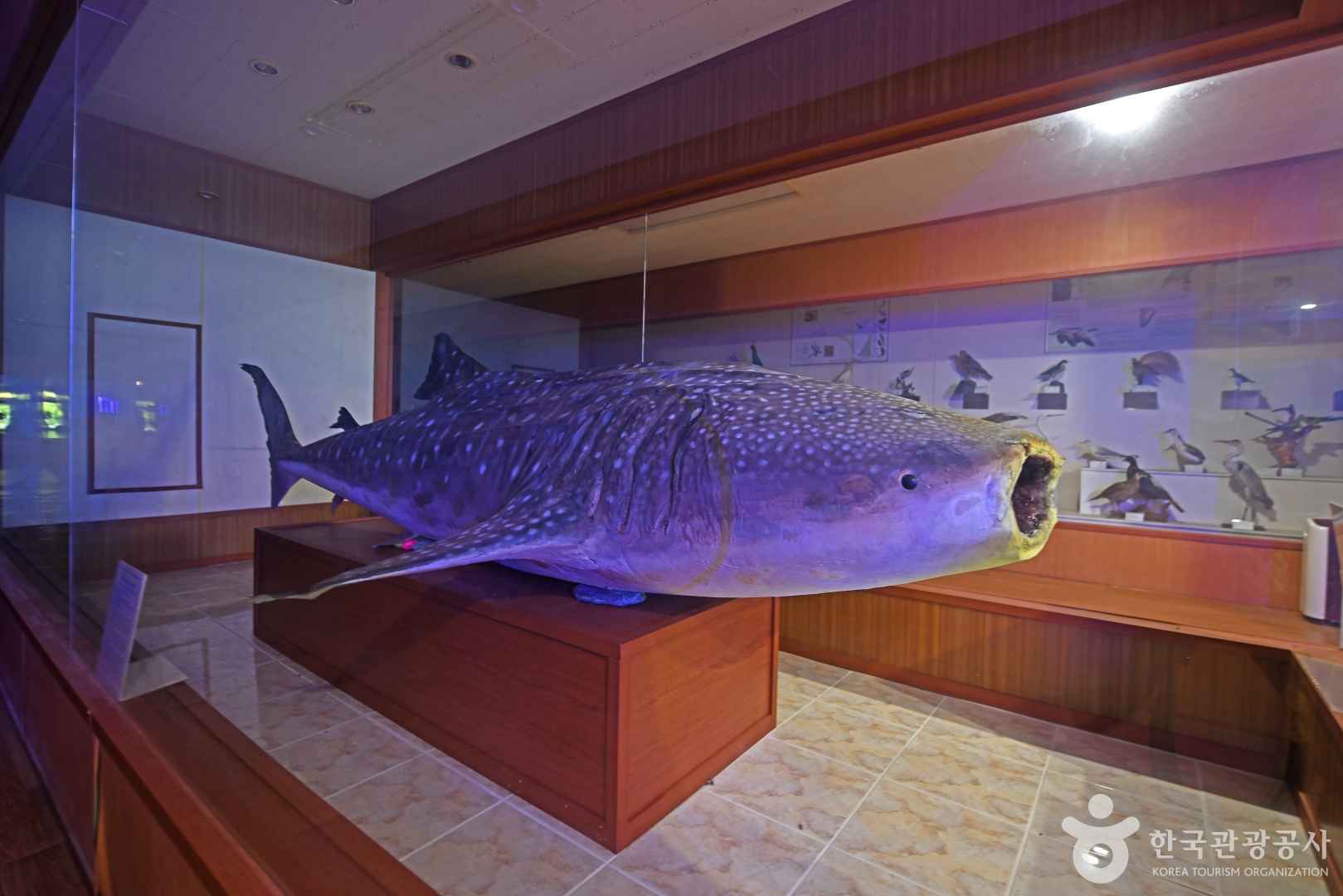지당자연사박물관 이미지 6