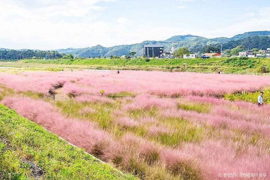 유구천 핑크뮬리 이미지 2