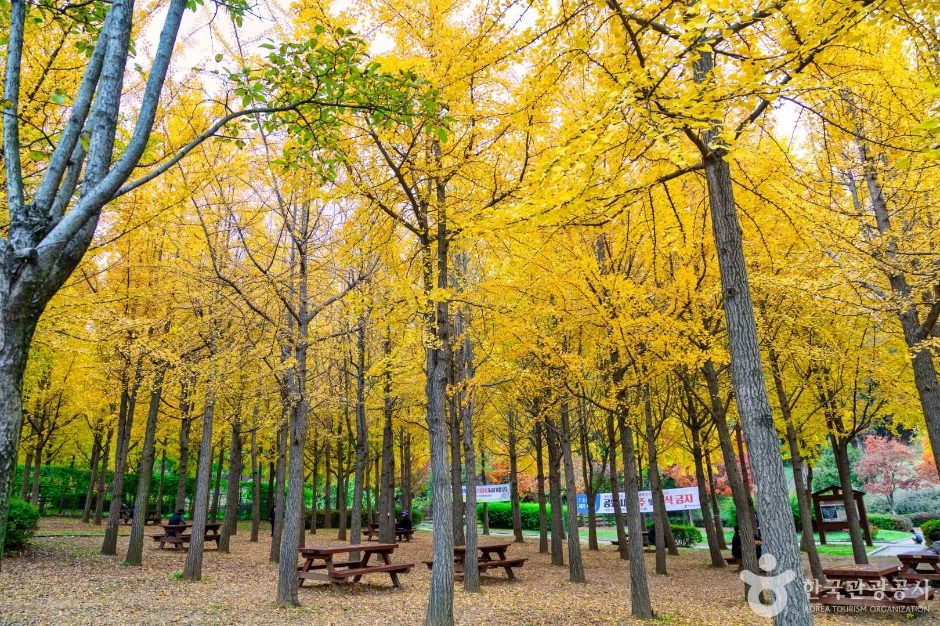 원적산공원 은행나무숲 이미지 2