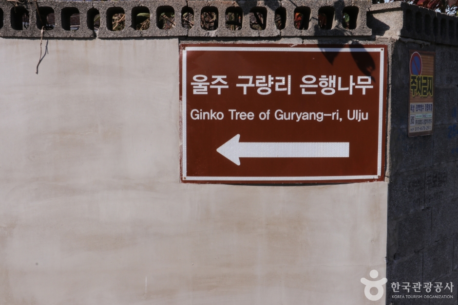 울주 구량리 은행나무 이미지 8
