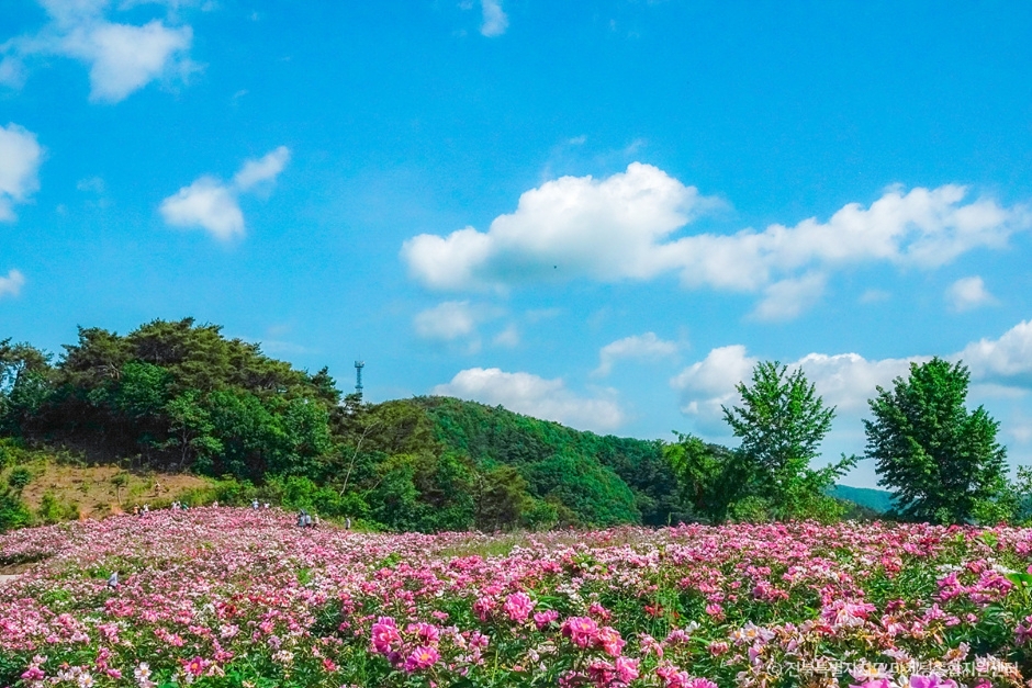 옥정호 작약 꽃밭 이미지 4
