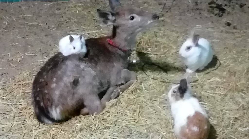 강릉아기동물농장 이미지 4