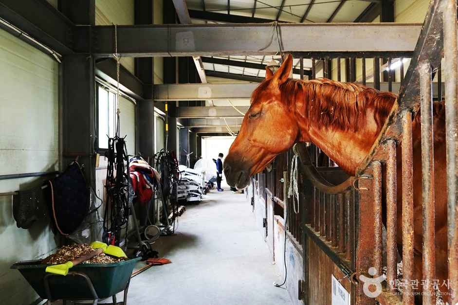 바모스승마클럽 이미지 7