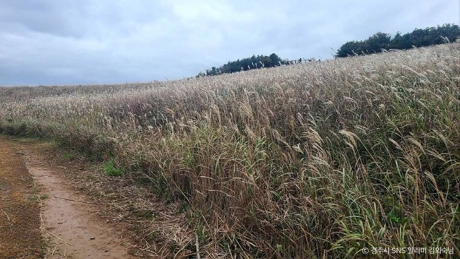 경주 무장산 이미지 6