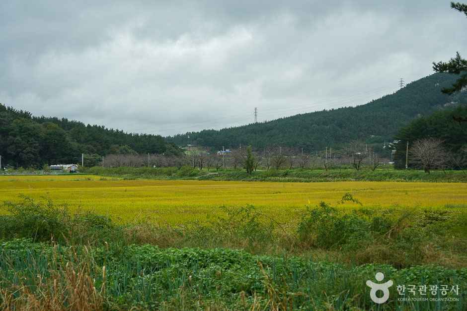 솔향기길 4코스 이미지 1