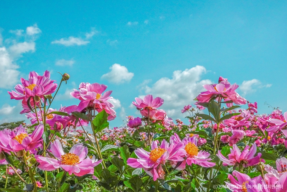 옥정호 작약 꽃밭 이미지 1
