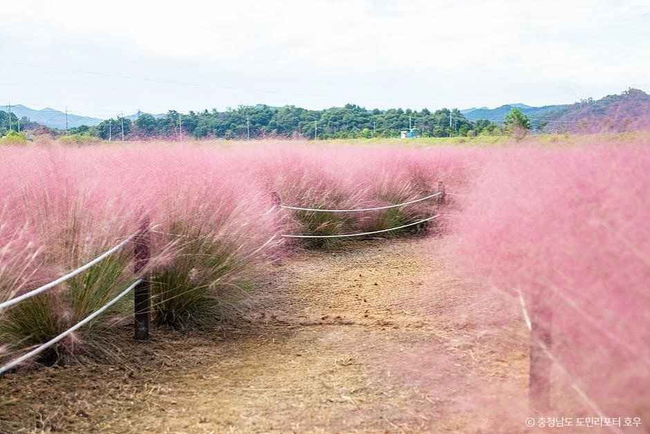 유구천 핑크뮬리 이미지 1