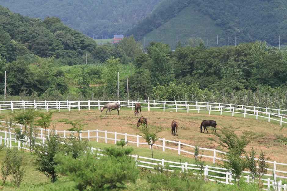 장수승마체험장/장수승마레저파크 이미지 2