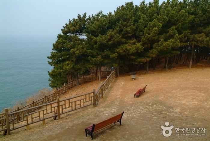 서천 마량리 동백나무 숲 이미지 3