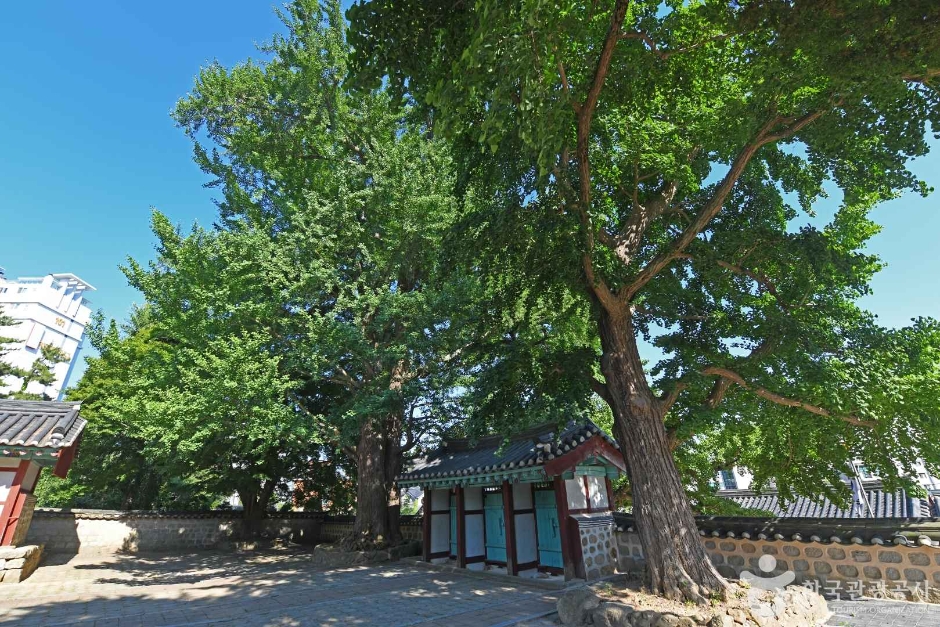 서산향교 은행나무 이미지 2