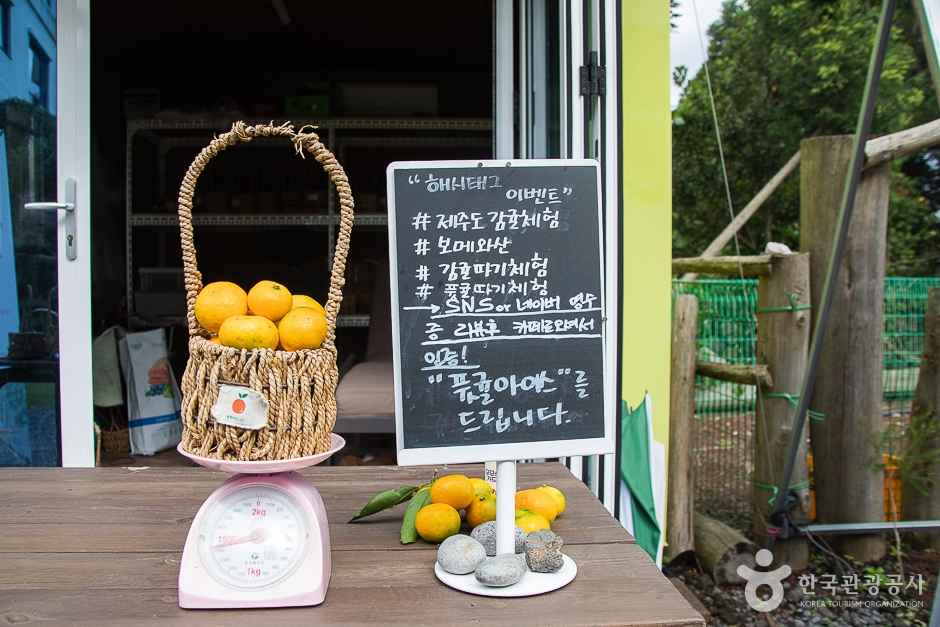 보메와산감귤체험농장 이미지 4