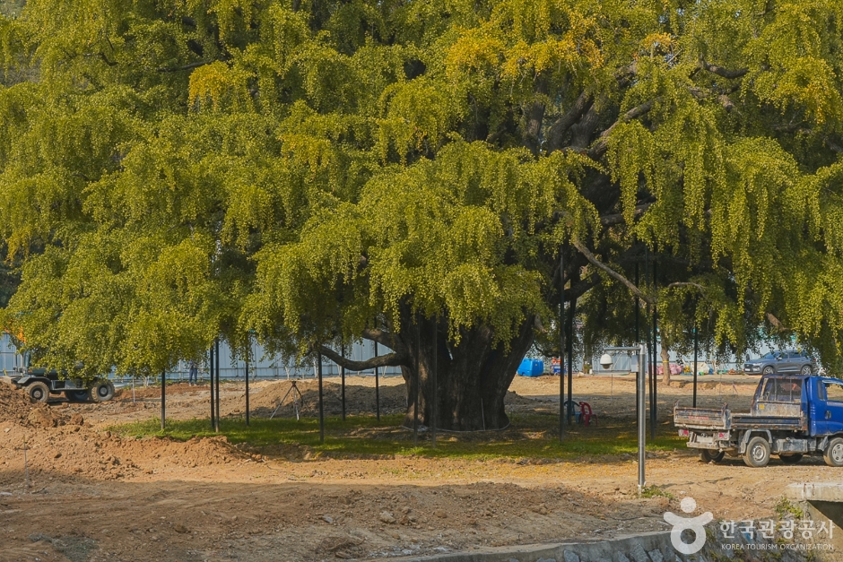 장수동은행나무 이미지 1