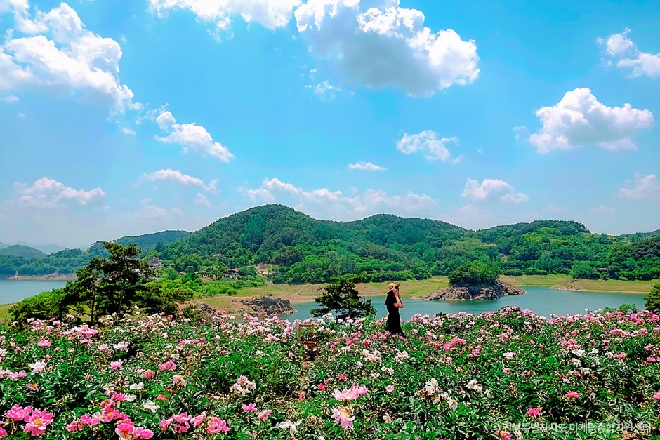 옥정호 작약 꽃밭 이미지 3