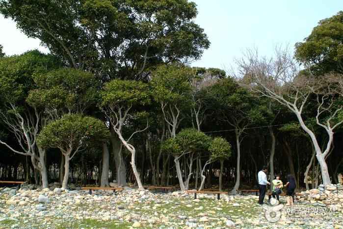 보길도 이미지 8