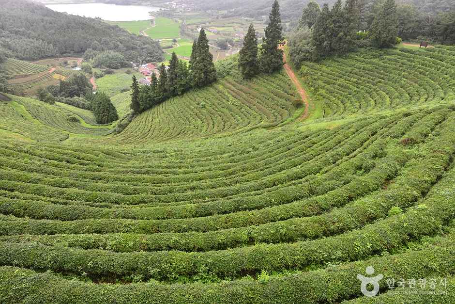 보성 차밭 전망대 이미지 5