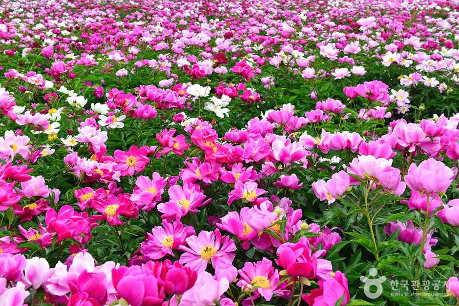 고흥 작약 꽃밭 이미지 6