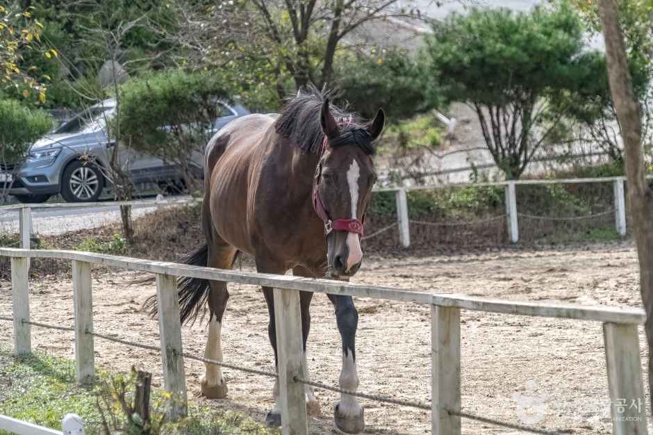 파밀리에 승마장 이미지 3
