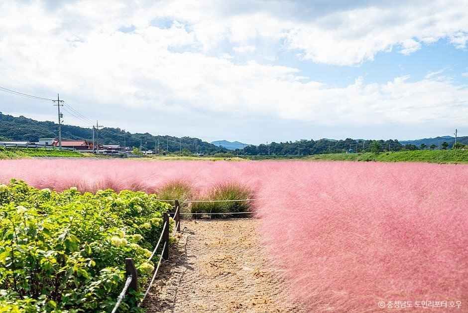 유구천 핑크뮬리 이미지 6
